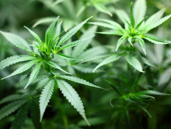 Marijuana / Grow Op Properties  What you need to know